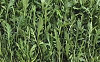 Lots of rocket leaves (filling the image)