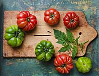 Green and red beefsteak tomatoes with leaves on a 