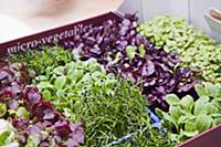 Young greens and bean sprouts in a crate