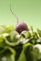 A beetroot on top of leaves