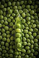 Open Green Peas pod on Green Peas