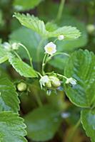 Unripe strawberries