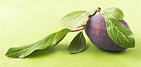 A plum with leaves