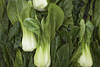 Pak-choi cabbage