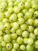 Green gooseberries (edge to edge)