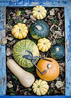 Assorted gourds