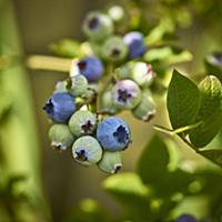 Blueberries on a bush