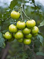 Tomatoes on the plant