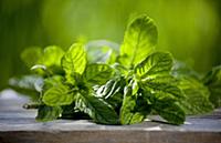 Fresh mint in the garden on a wooden board