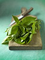 Fresh basil with a knife on a chopping board