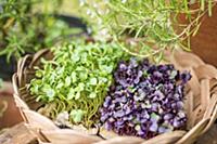 Fresh red and green cress in a wicker basket