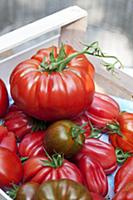 Buffalo Heart tomatoes and green tomatoes in a woo