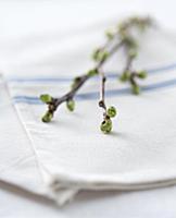 A spring branch with buds on a cloth napkin