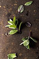 Fresh mint leaves