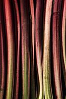 Rhubarb