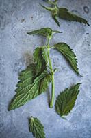 Fresh stinging nettle leaves