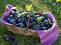 Plums (variety 'Hanita') in wicker basket on grass