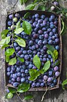 Fresh blue plums in rusty baking tray