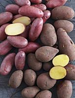 Red-skinned potatoes