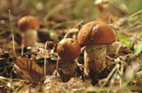 Red boletus in forest clearing