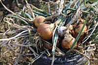 Freshly harvested onions in a bucket