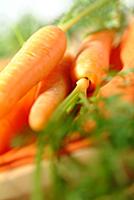 Carrots