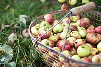 Fresh country apples in a wire basket