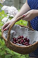 Woman holding basket of cherries