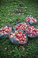 Baskets of apples in garden