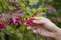 Snowball berries on a bush