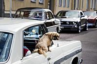 FALUN 2015-07-23 
Street scene from the annual Cr