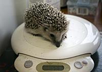 LILLA  EDET 2015-07-29
 The “Hedgehog Hospital” t