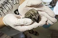 LILLA  EDET 2015-07-29
 The “Hedgehog Hospital” t