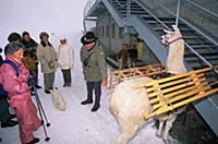 По Швейцарии на ламах.