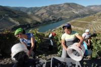 Винодельческий район 'Douro Valley' в Португалии