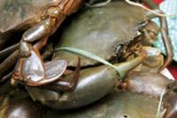 Австралийская кухня. На фото - крабы 'mud crab' оч