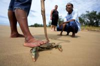 Австралийская кухня. На фото - крабы 'mud crab' оч