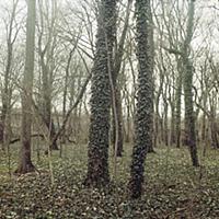 Фотографии заброшенного парка аттракционов в Берли