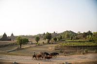 Myanmar / Mrauk U / 2014 / Herd of cows in the arc