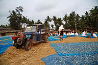 Myanmar / Ngapali / 2014 / Burmese loading dried f