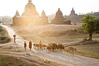 Myanmar / Mrauk U / 2014 / Herd of cows in the arc