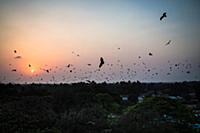 Myanmar / Sittwe / 2014 / Flying foxes. 

© Sandra