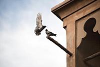 United Arab Emirates / Dubai / 2014 / Pigeons at t