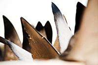 United Arab Emirates / Dubai / 2014 / Shark fins a
