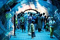 United Arab Emirates / Dubai / 2014 / The tunnel o