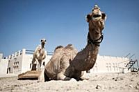 United Arab Emirates / Dubai / 2014 / Camels at th