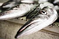 United Arab Emirates / Dubai / 2014 / Fresh fish a