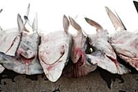 United Arab Emirates / Dubai / 2014 / Dead sharks 