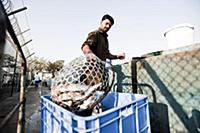 United Arab Emirates / Dubai / 2014 / Worker unloa