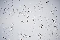 United Arab Emirates / Dubai / 2014 / Gulls of the